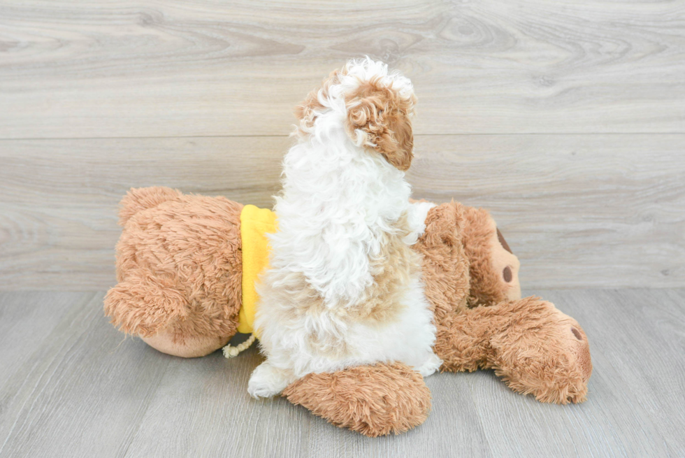 Poodle Pup Being Cute