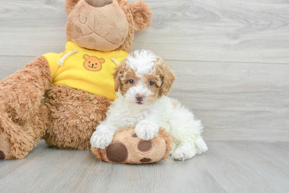 Poodle Pup Being Cute