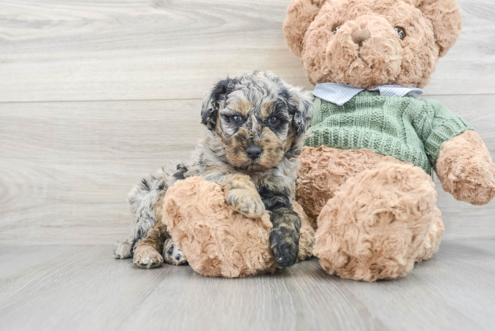 Poodle Pup Being Cute