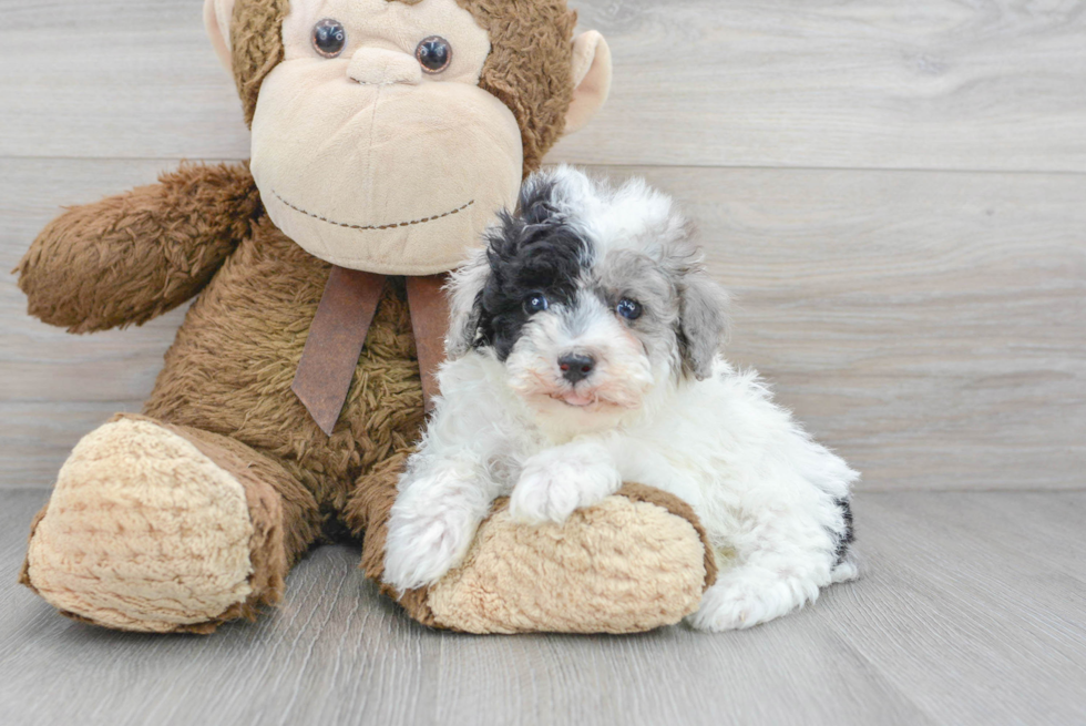 Energetic Pudle Purebred Puppy