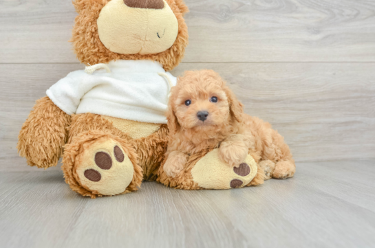 Playful Poodle Purebred Pup