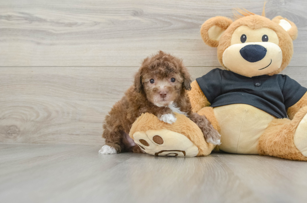 5 week old Poodle Puppy For Sale - Premier Pups