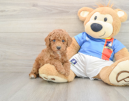 9 week old Poodle Puppy For Sale - Premier Pups