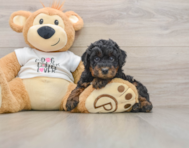 7 week old Poodle Puppy For Sale - Premier Pups