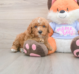 6 week old Poodle Puppy For Sale - Premier Pups