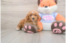Poodle Puppy for Adoption