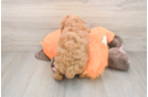 Little Poodle Purebred Pup