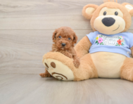 6 week old Poodle Puppy For Sale - Premier Pups