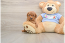 Sweet Caniche Purebred Puppy
