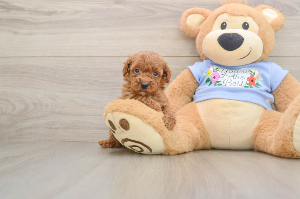 Sweet Caniche Purebred Puppy