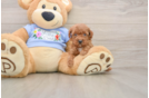 Poodle Pup Being Cute