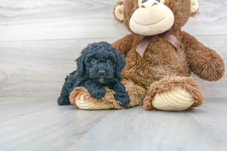 Funny Poodle Purebred Pup