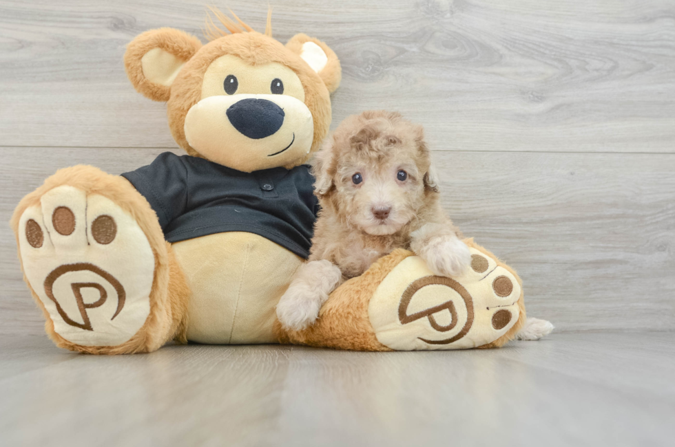 5 week old Poodle Puppy For Sale - Premier Pups