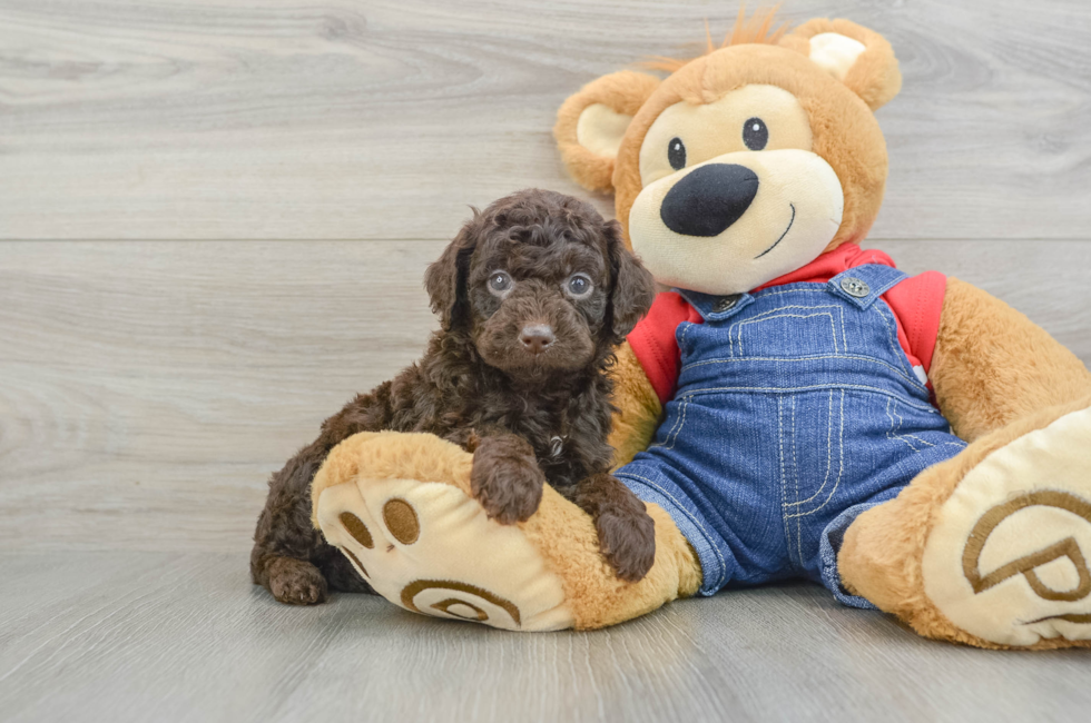 5 week old Poodle Puppy For Sale - Premier Pups