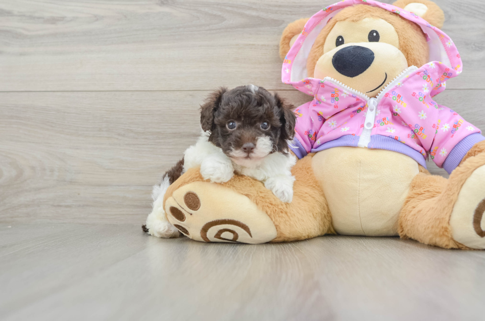 5 week old Poodle Puppy For Sale - Premier Pups