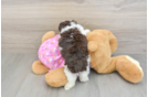 Akc Registered Poodle Purebred Pup