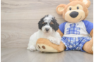 Poodle Pup Being Cute