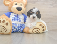 7 week old Poodle Puppy For Sale - Premier Pups