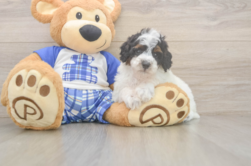 5 week old Poodle Puppy For Sale - Premier Pups
