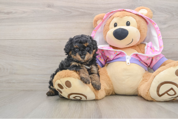 Small Poodle Purebred Pup