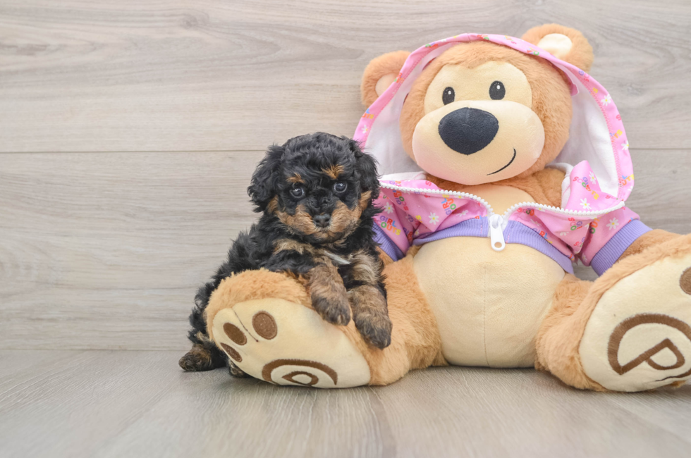 5 week old Poodle Puppy For Sale - Premier Pups