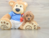 6 week old Poodle Puppy For Sale - Premier Pups