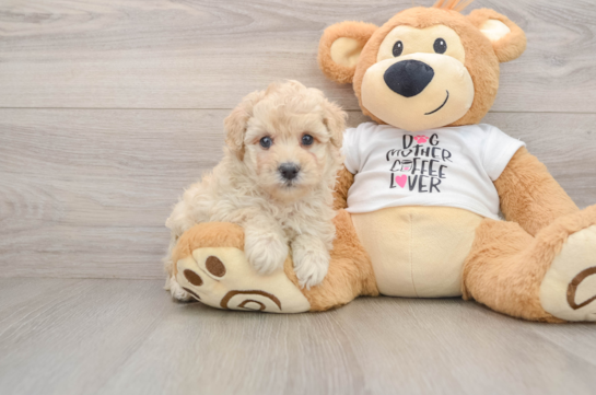 Happy Caniche Purebred Puppy