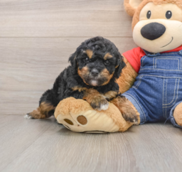 7 week old Poodle Puppy For Sale - Premier Pups