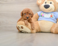 7 week old Poodle Puppy For Sale - Premier Pups