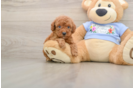 Hypoallergenic Poodle Baby