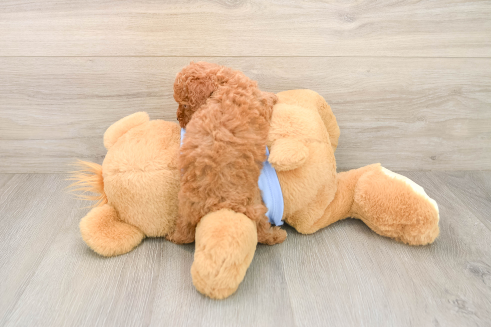 Little Poodle Purebred Pup