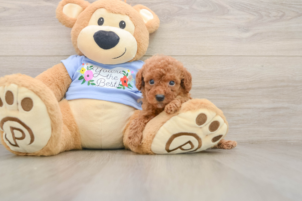Fluffy Pooodle Purebred Puppy