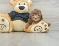 7 week old Poodle Puppy For Sale - Premier Pups