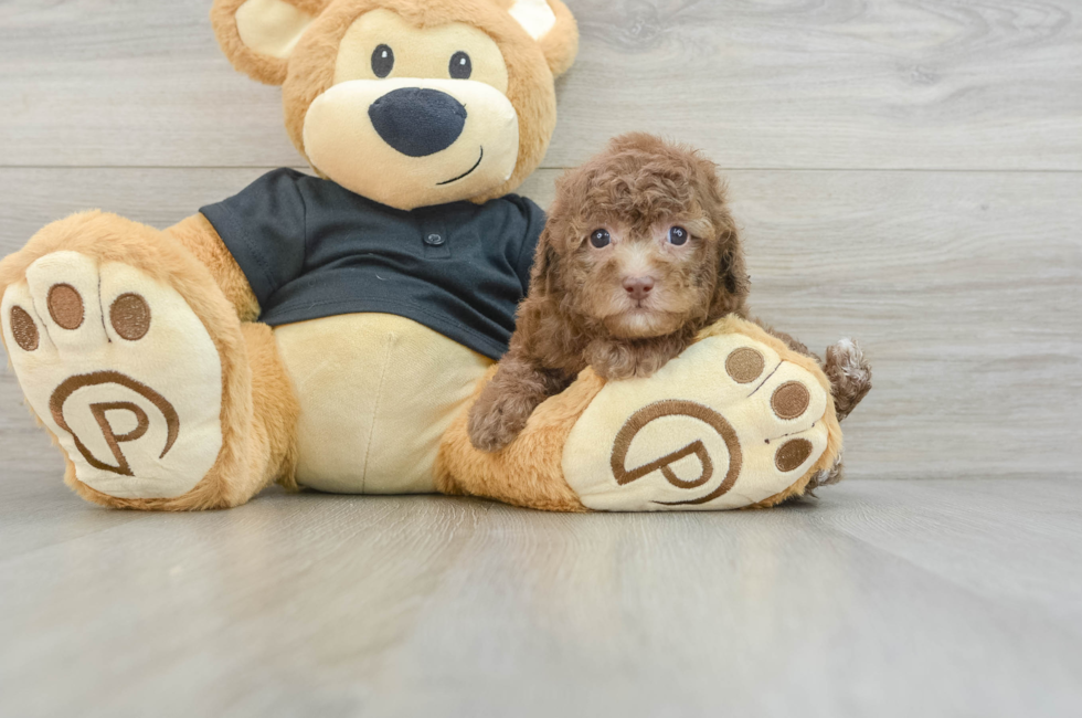 5 week old Poodle Puppy For Sale - Premier Pups