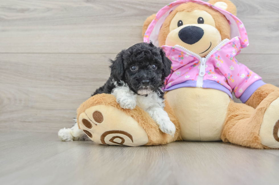5 week old Poodle Puppy For Sale - Premier Pups