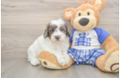 Playful Poodle Purebred Pup