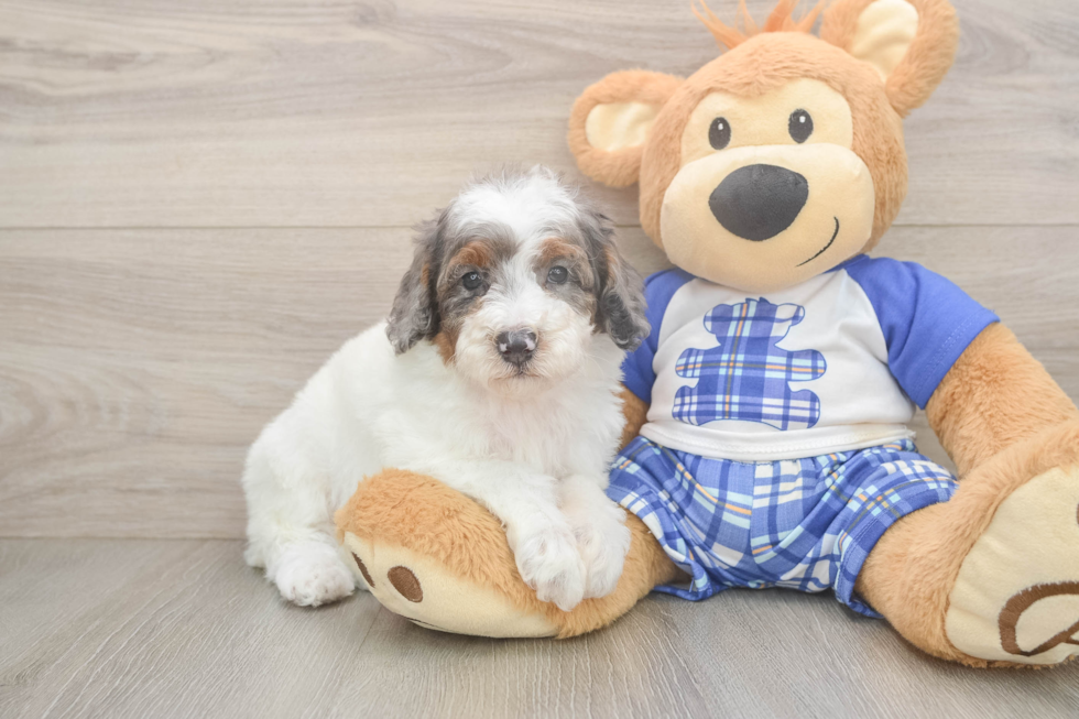 Playful Poodle Purebred Pup