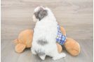 Hypoallergenic Poodle Baby