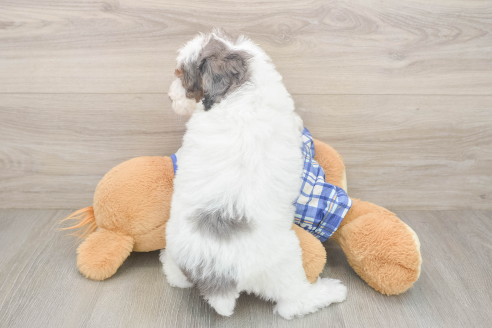Hypoallergenic Poodle Baby