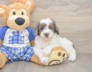 7 week old Poodle Puppy For Sale - Premier Pups