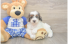 Poodle Puppy for Adoption