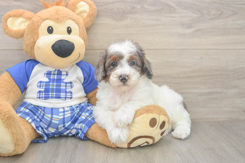 Poodle Puppy for Adoption