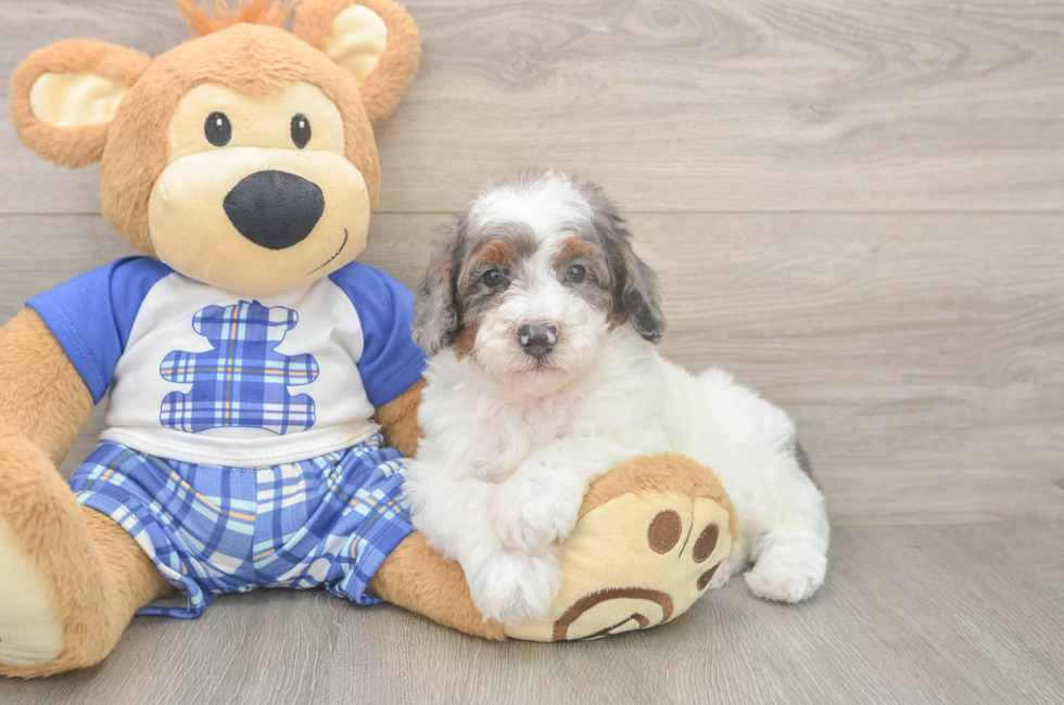 5 week old Poodle Puppy For Sale - Premier Pups