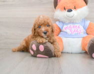 5 week old Poodle Puppy For Sale - Premier Pups
