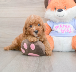 6 week old Poodle Puppy For Sale - Premier Pups