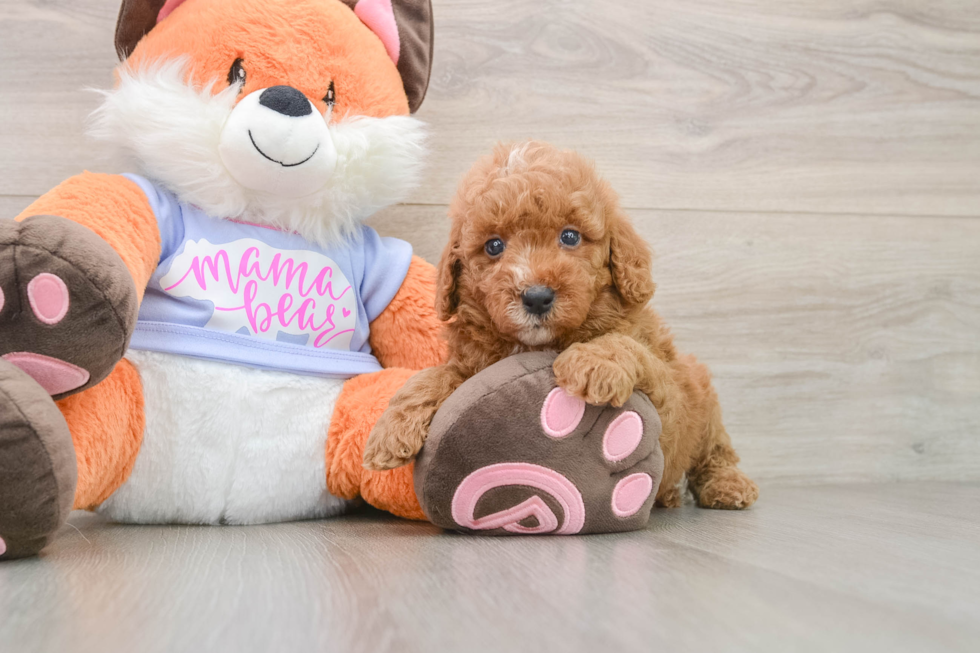 Small Poodle Baby