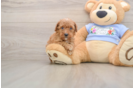 Poodle Puppy for Adoption