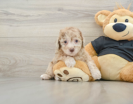 8 week old Poodle Puppy For Sale - Premier Pups