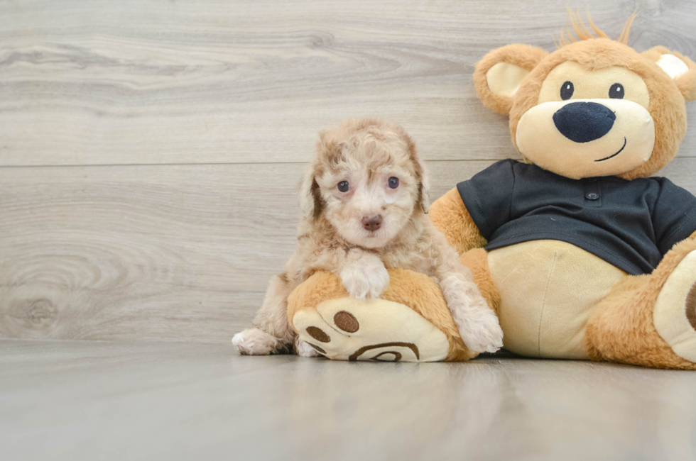 5 week old Poodle Puppy For Sale - Premier Pups