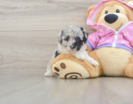 6 week old Poodle Puppy For Sale - Premier Pups